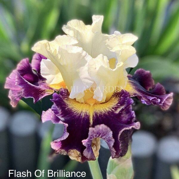 Flash of brilliance