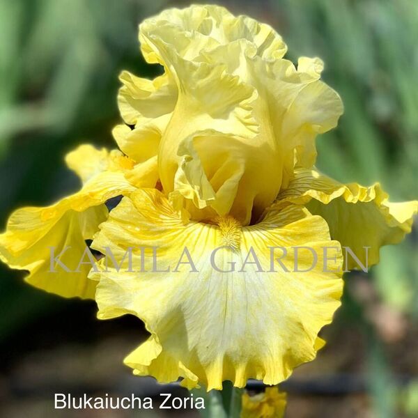 Blukaiucha zoria