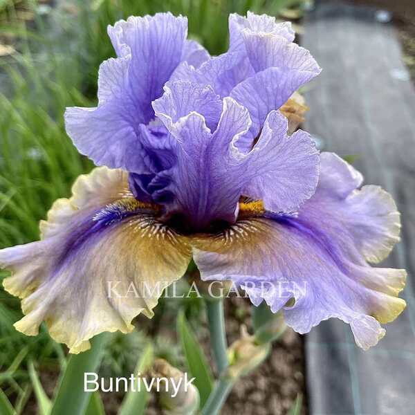 Buntivnyk