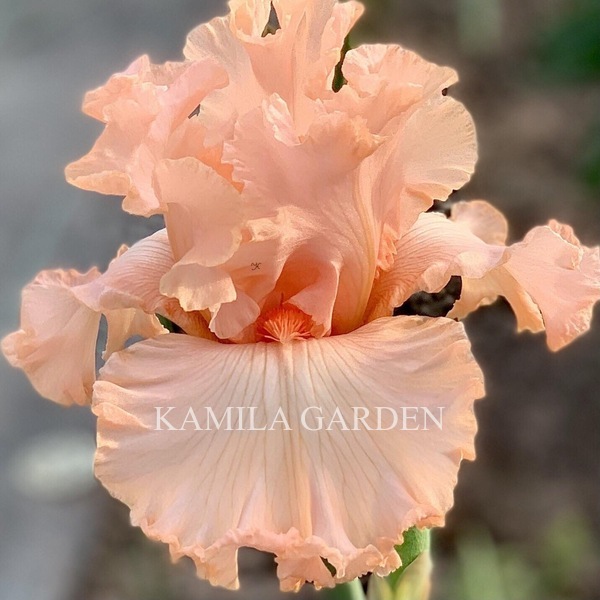 Buisson de roses