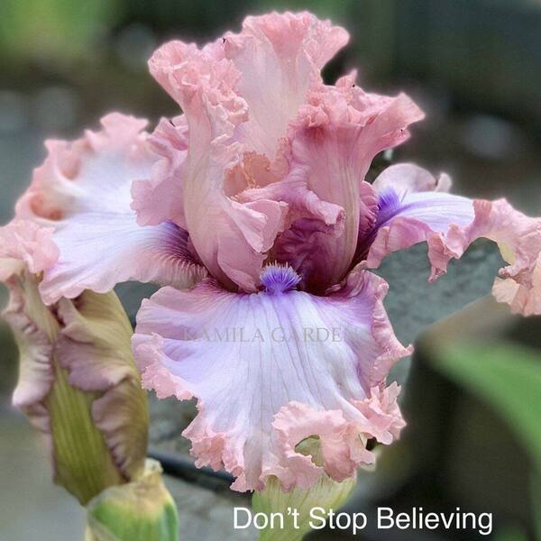 Dont stop believing