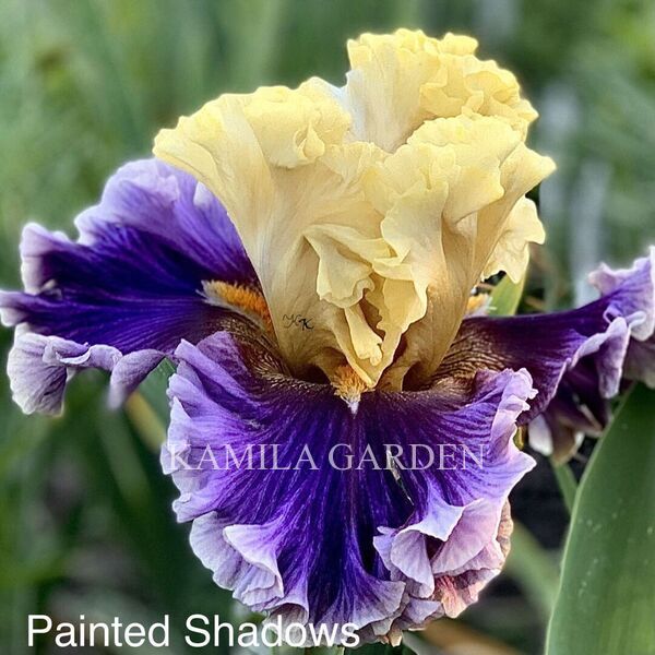 Painted shadows