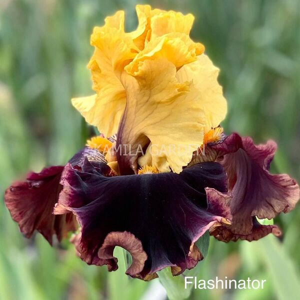 Flashinator