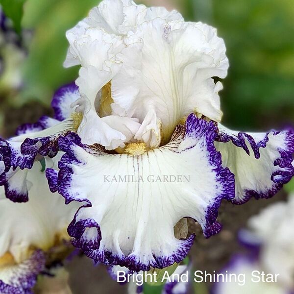 Bright and shining star