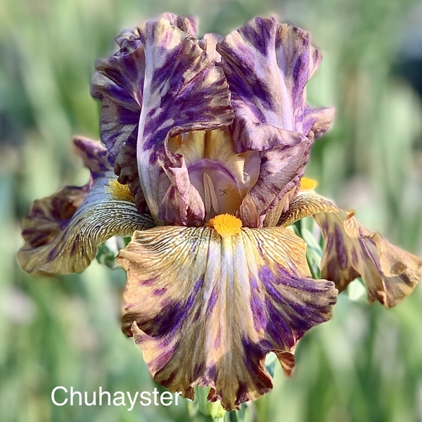 Chuhayster