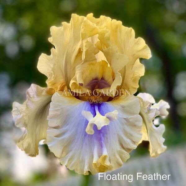 Floating feather