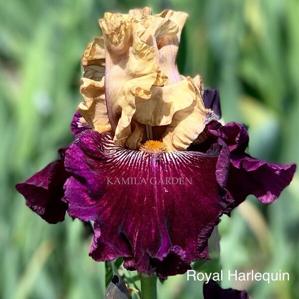 Royal harlequin