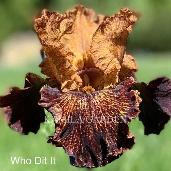 Who dit it