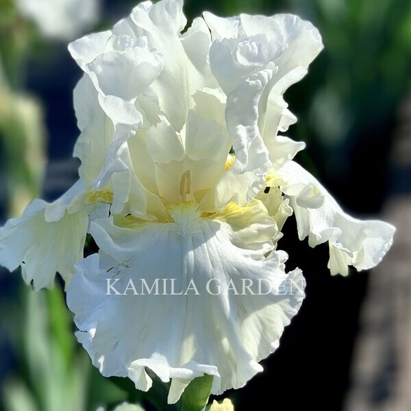 White blizzard