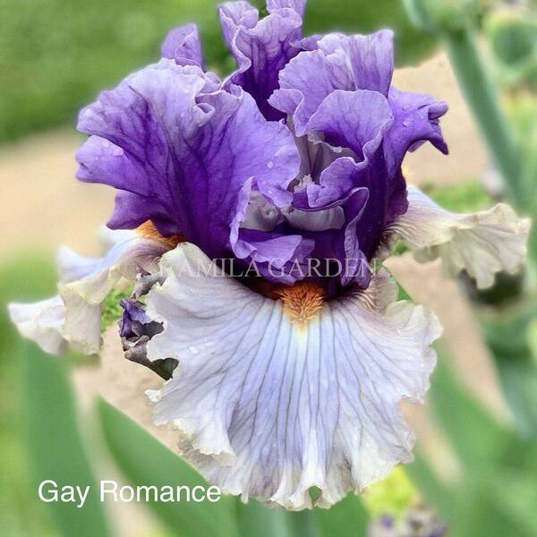 Gay romance