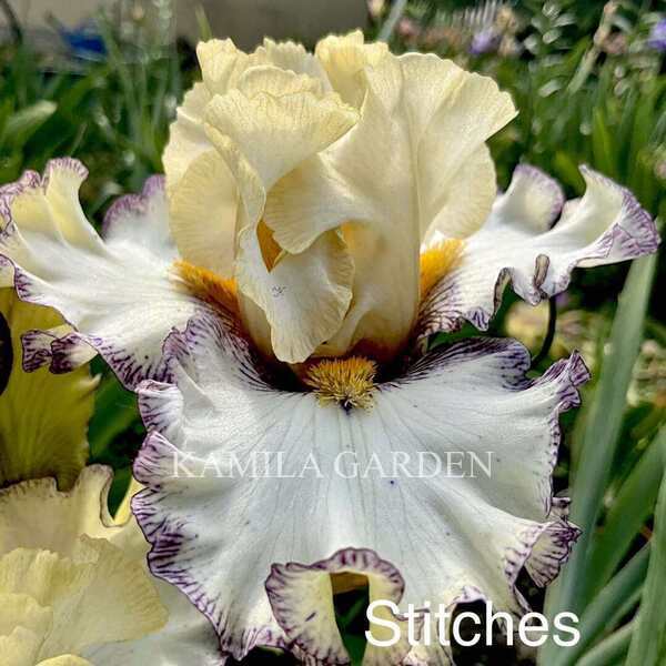 Stitches