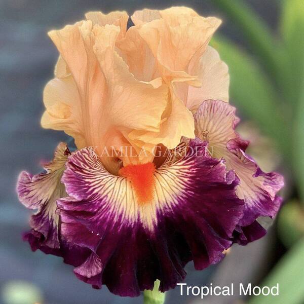 Tropical mood