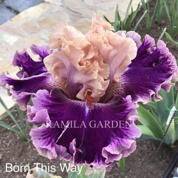 Born this way