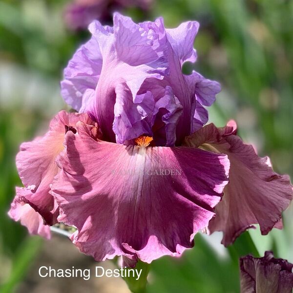 Chasing destiny