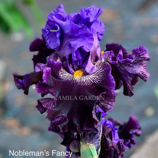 Nobleman's fancy