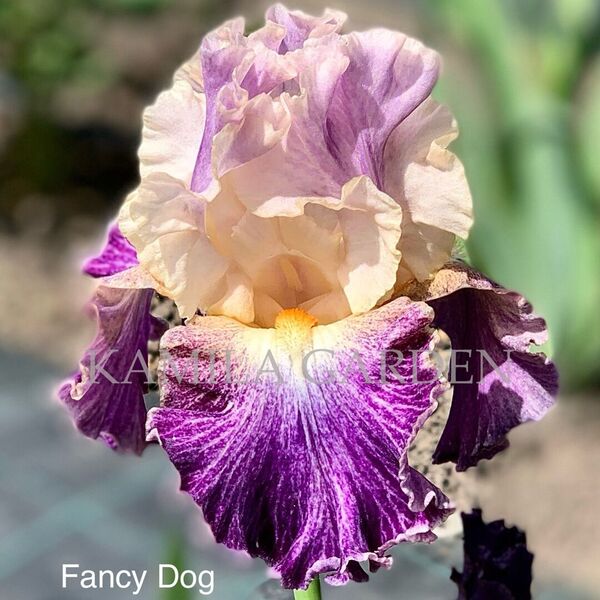 Fancy dog