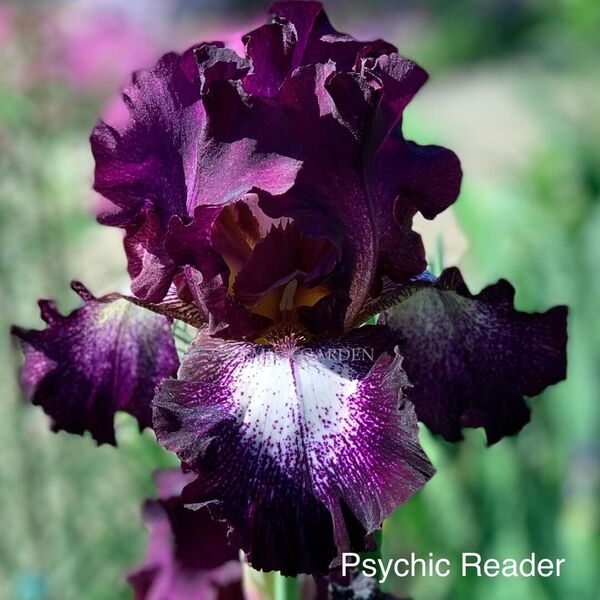 Psychic reader