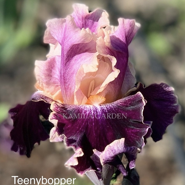 Teenybopper