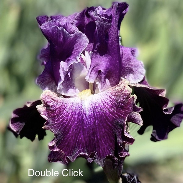 Double click