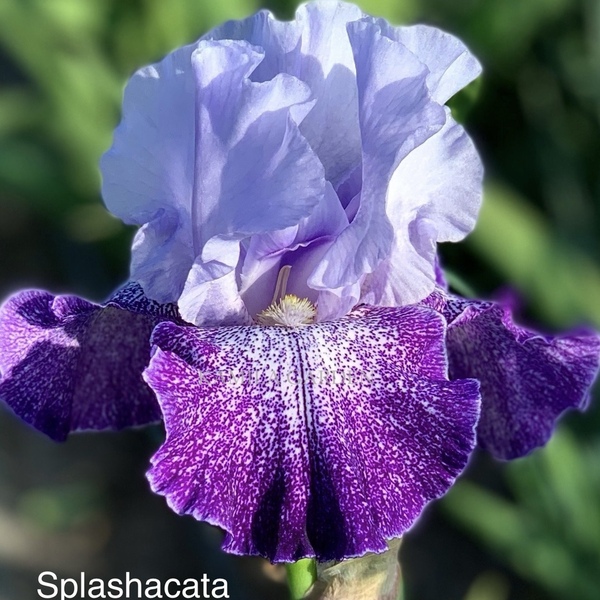 Splashacata