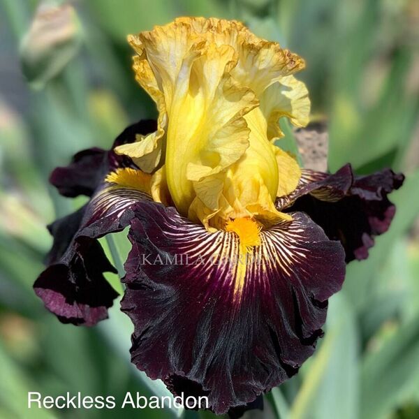 Reckless abandon