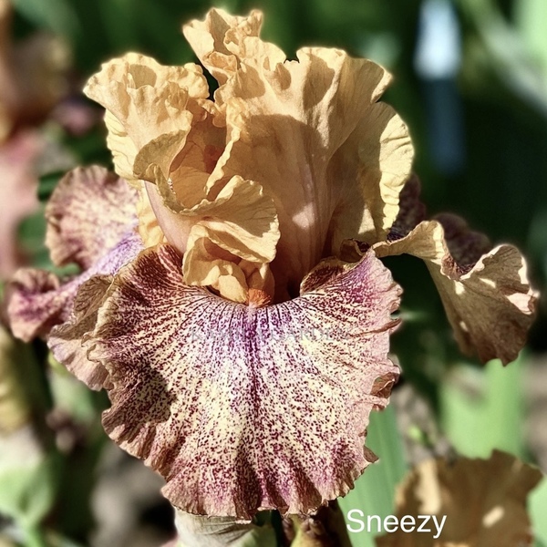 Sneezy