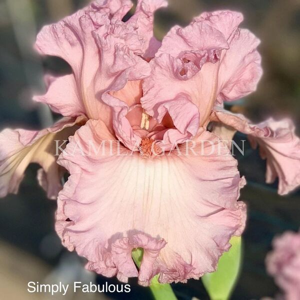 Simply fabulous