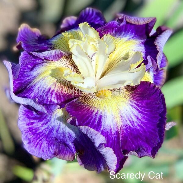 Scaredy cat