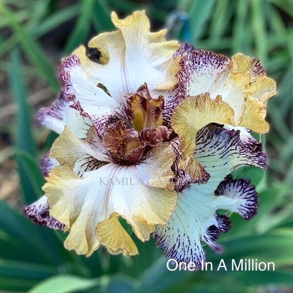 One In A Million (T. Johnson ’23)