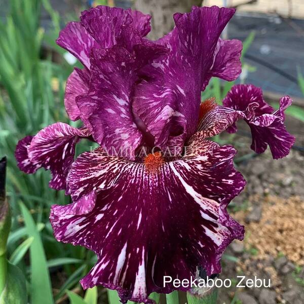 Peekaboo zebu