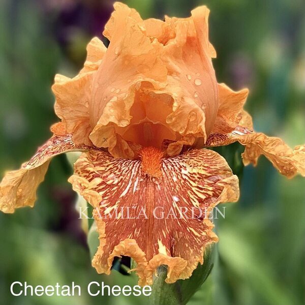 Cheetan Cheese