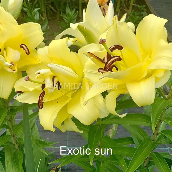 Exotic sun