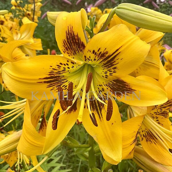 Yellow Bruse