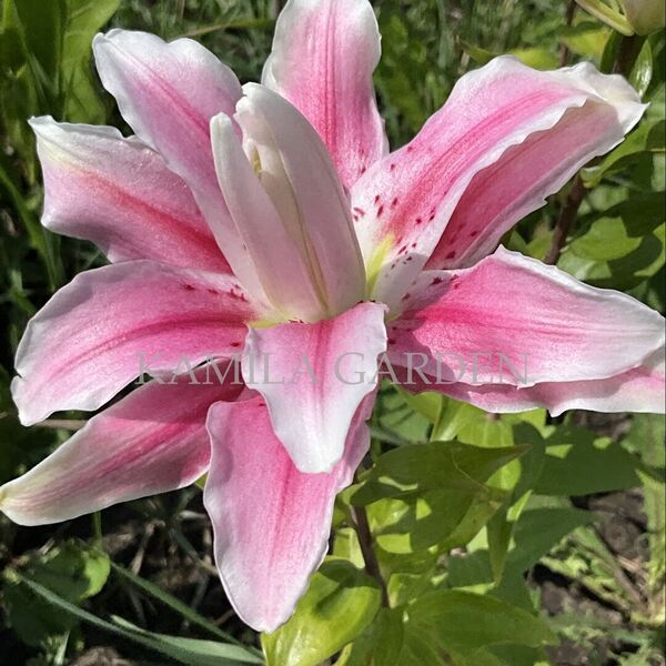 Sweet Easy