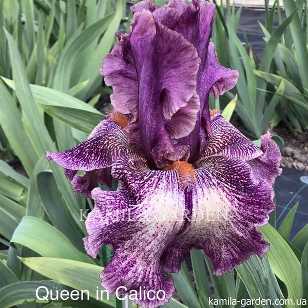 Queen in calico