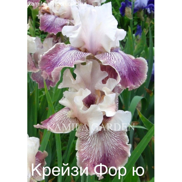 Crazy for you
