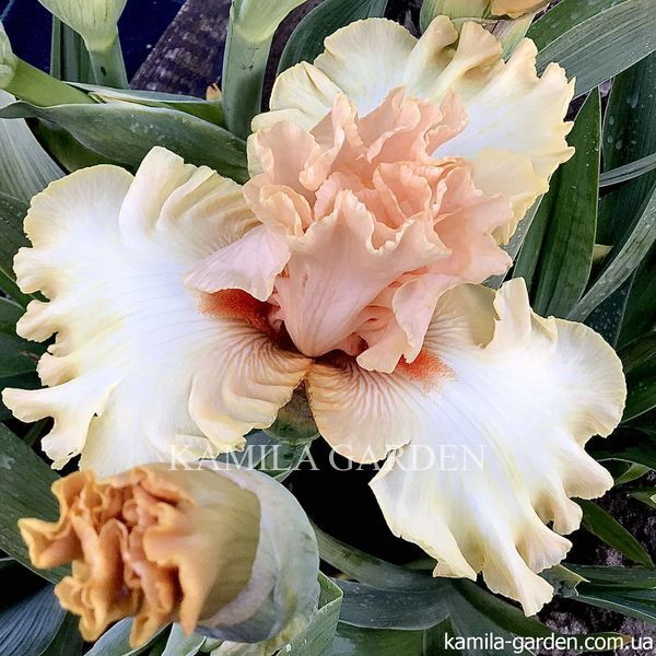 Hello in peach