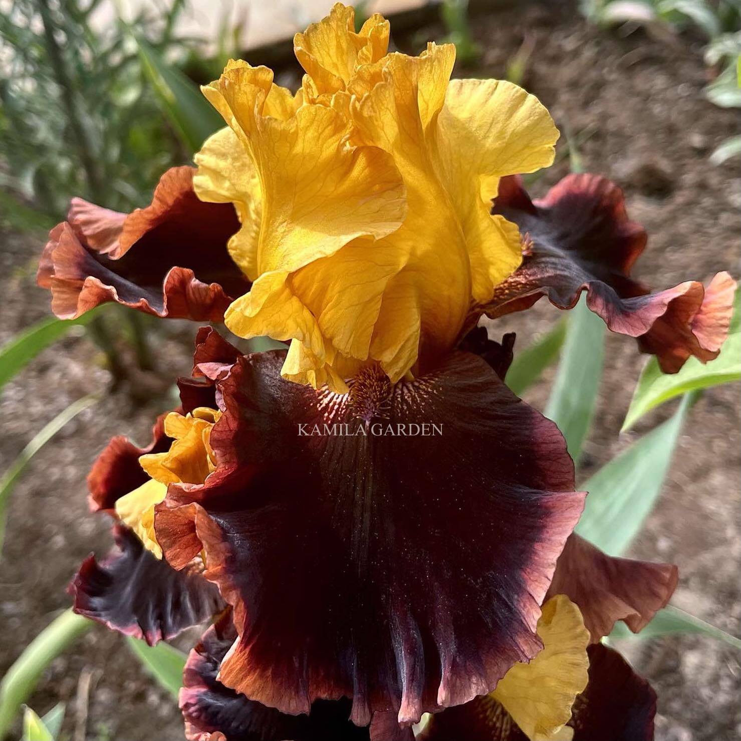 Supreme sultan
