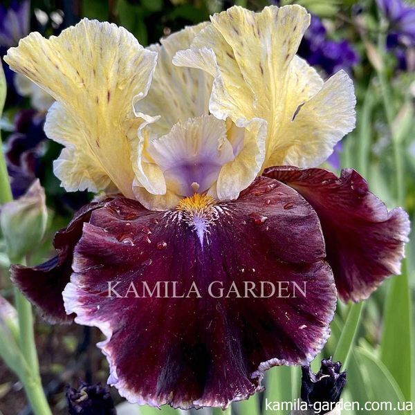 Finalist