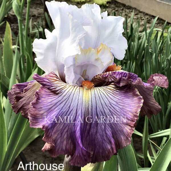 Arthouse