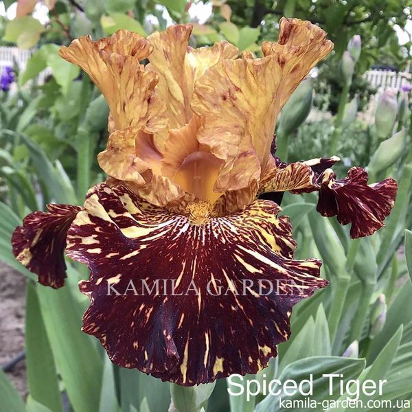 Spice tiger