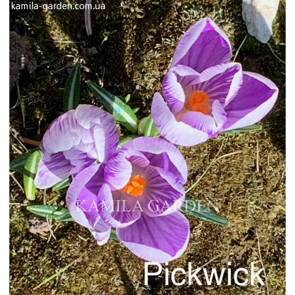 Pickwick крокус 5 шт