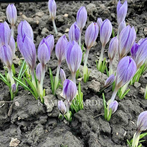 Spring beauty/спринг б'юті крокус 5 шт