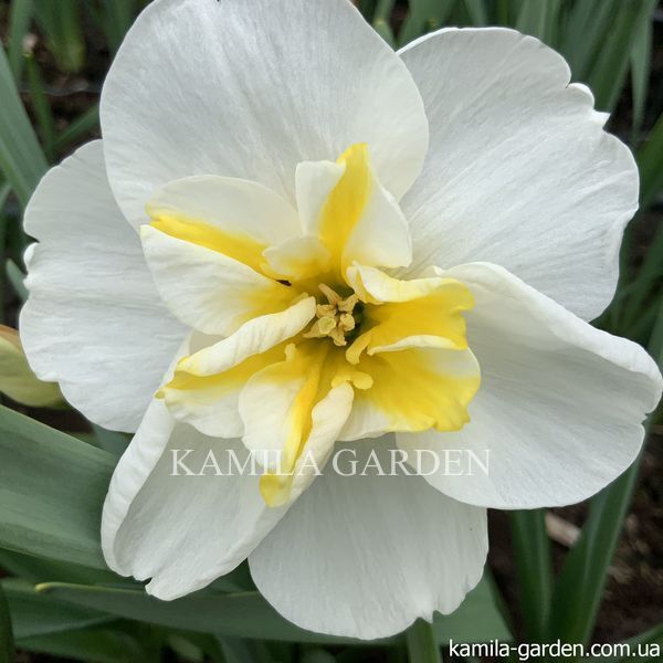 Lemon beauty