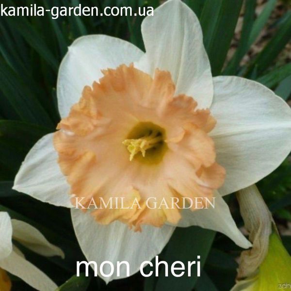 Mon Cheri