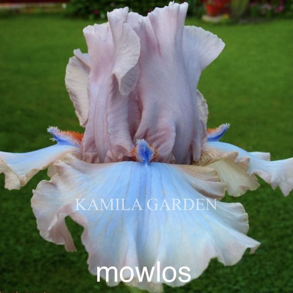 Mowlos