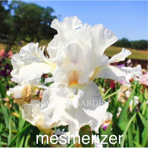 Mesmerizer