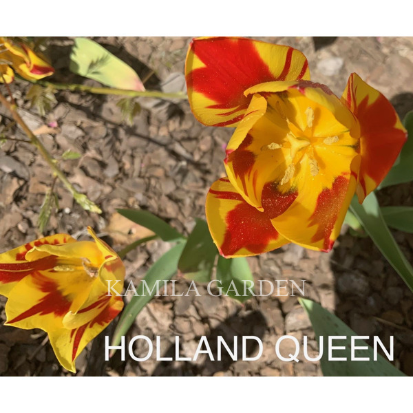 Holland queen тюльпан