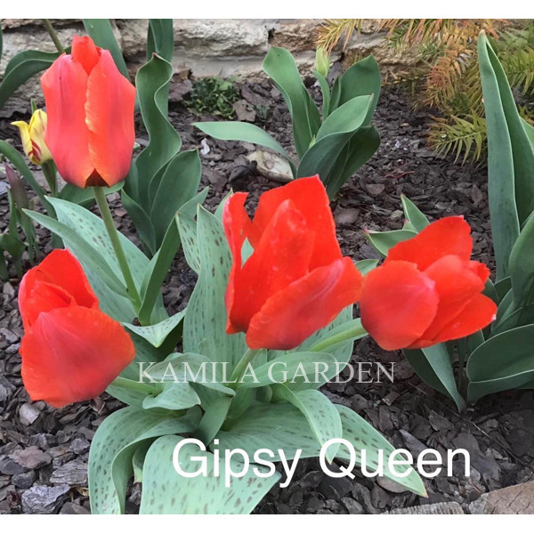 Gipsy queen тюльпан