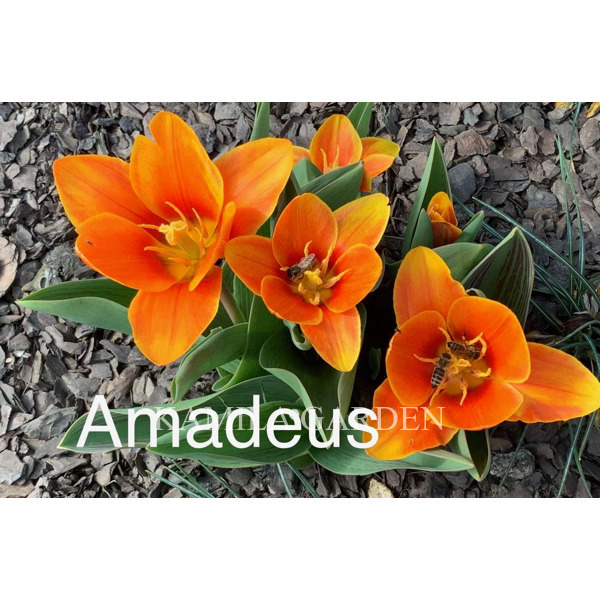 Amadeus тюльпан